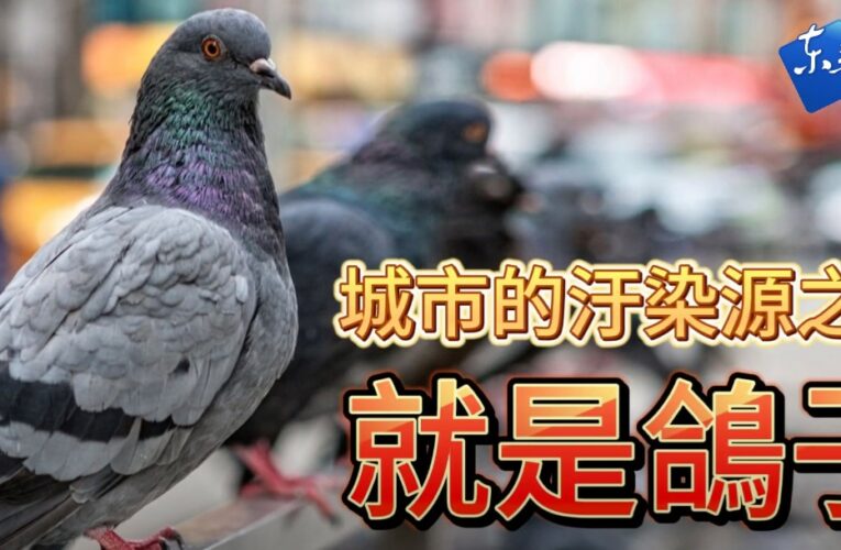 城市的汙染源之一就是鴿子 – 東普新聞